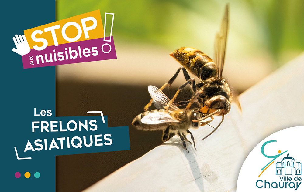 2025 Visuels STOP aux nuisibles Frelons