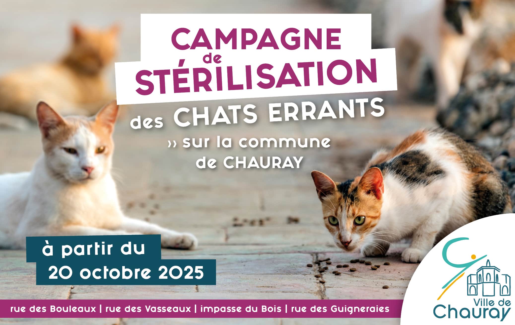 2025_Campagne de stérilisation chats errants